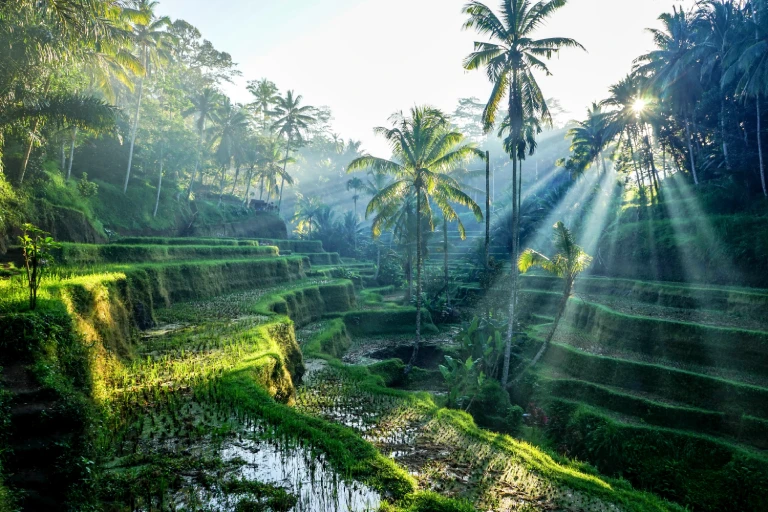 Terraced rice fields in Ubud, Bali, with morning sunlight filtering through palm trees.