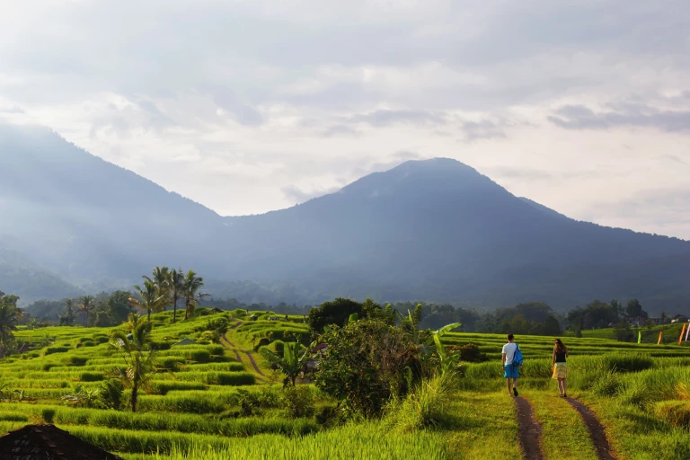 Scenic view of the lush green rice terraces in Ubud, Bali – showcasing traditional Balinese agriculture and breathtaking landscapes.